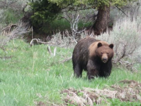 Tiny photo for TBD Camp Creek Road, Melrose, MT 59743 (MLS # 30069343)