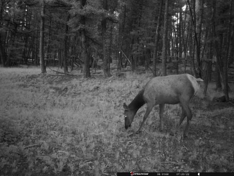Tiny photo for TBD Camp Creek Road, Melrose, MT 59743 (MLS # 30069343)