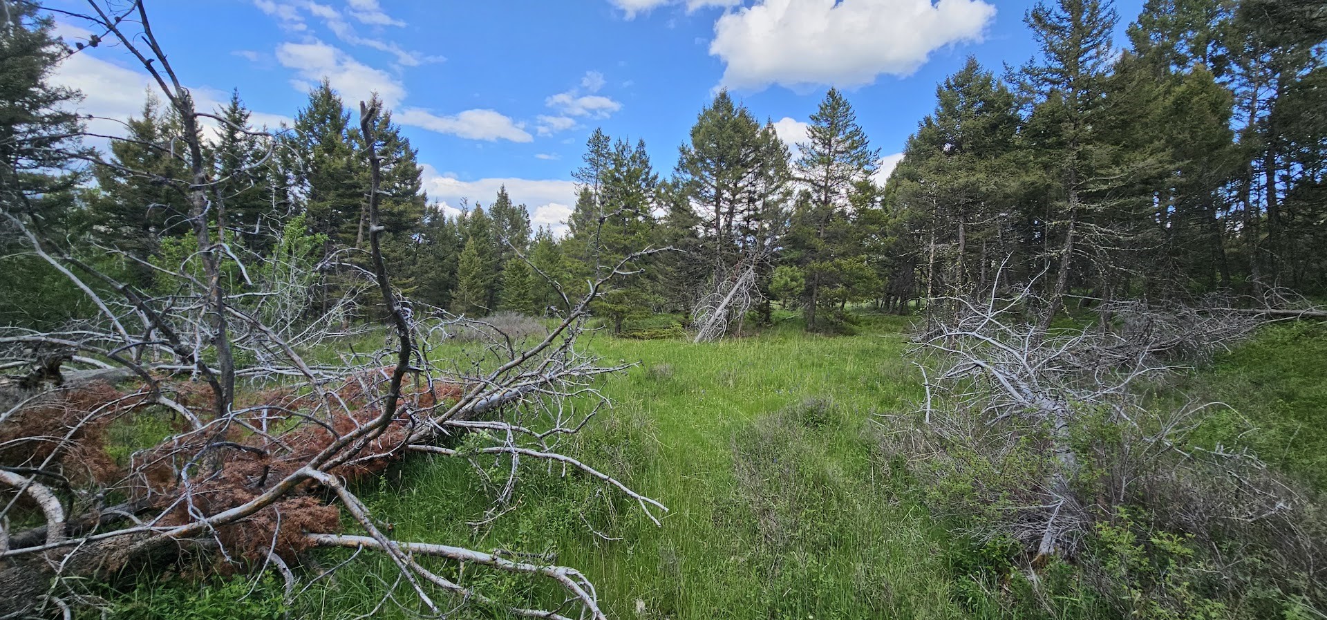 Tract 11 Hall Creek