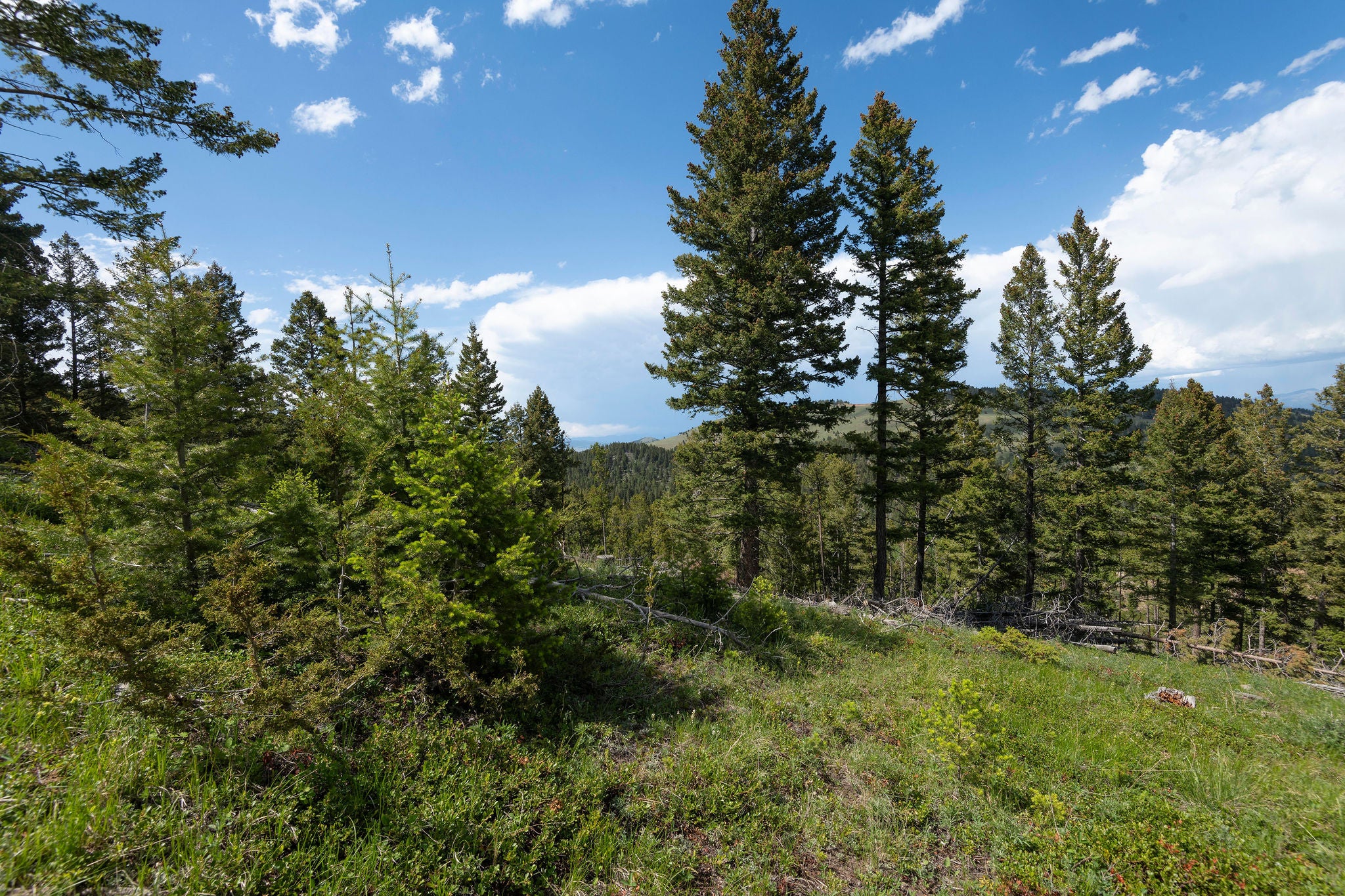 53 Skihi Peak Drive - Photo 4