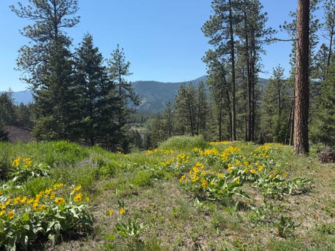 Tiny photo for 15650 Ruby Ray Lane, Huson, MT 59846 (MLS # 30073334)