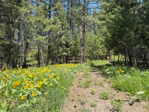 Tiny photo for 15650 Ruby Ray Lane, Huson, MT 59846 (MLS # 30073334)