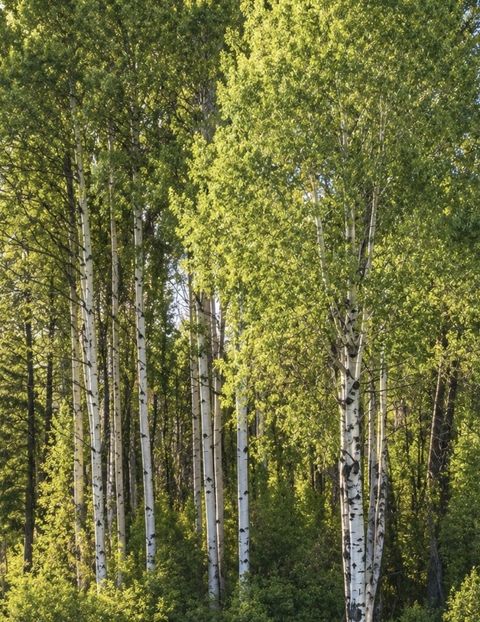 Tiny photo for 281 Dolphin Way, Libby, MT 59923 (MLS # 30070660)