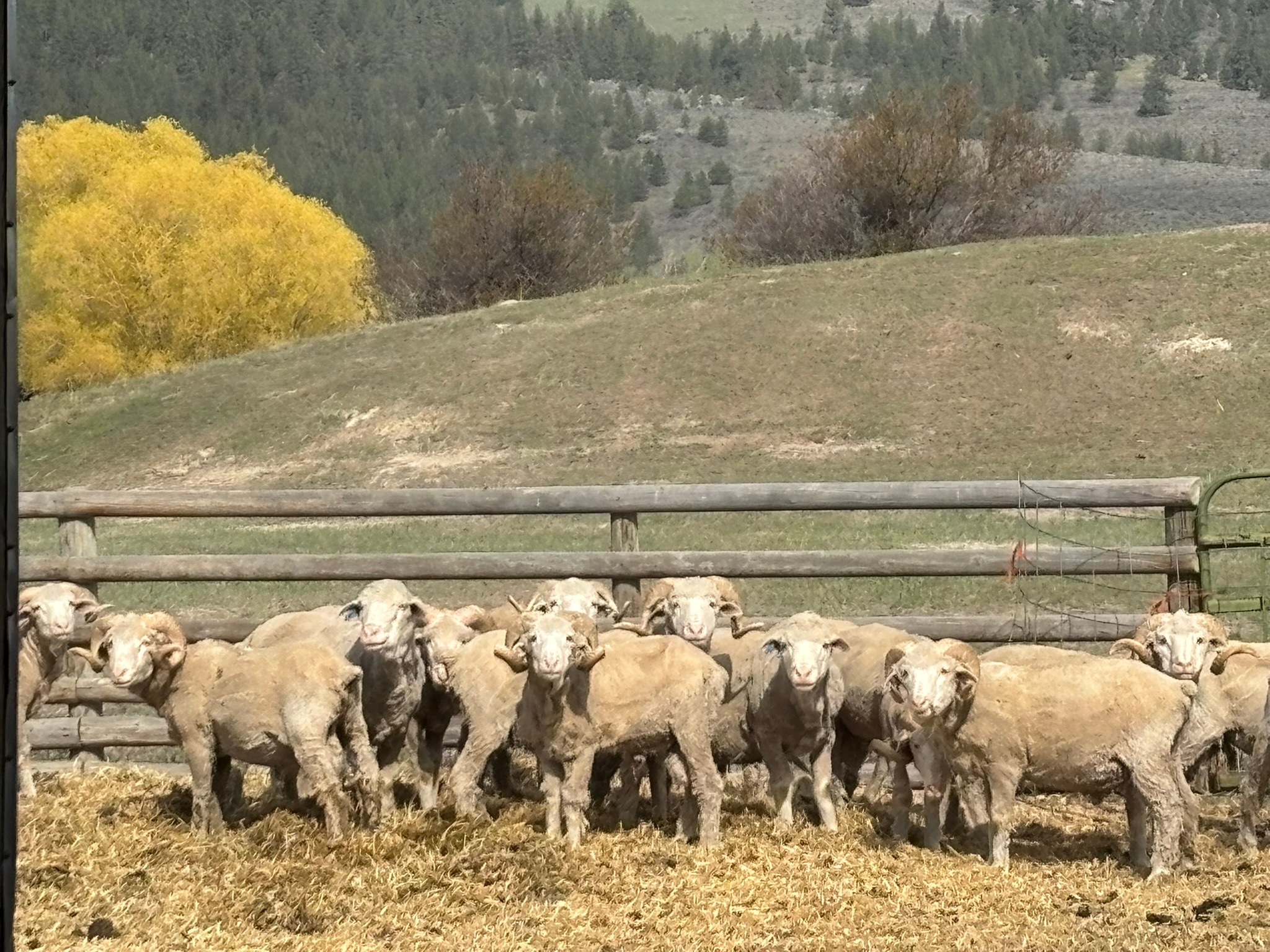 3 Finley Gulch Road (440 Acre Ranch)