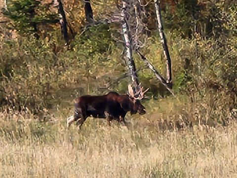 NHN Chestnut Road Bozeman MT 59715