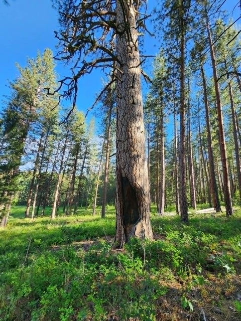 Tiny photo for NHN Old Hot Springs Road, Hot Springs, MT 59845 (MLS # 30072981)