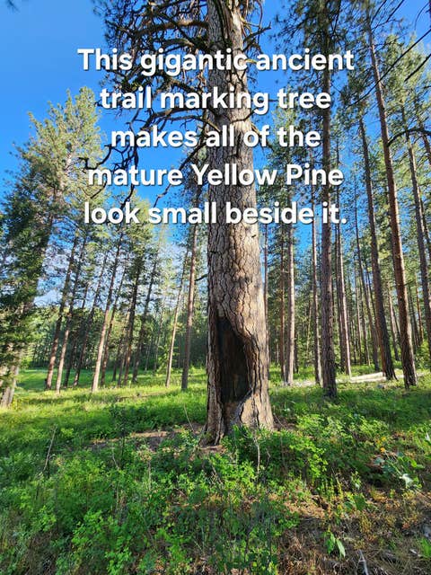 Tiny photo for NHN Old Hot Springs Road, Hot Springs, MT 59845 (MLS # 30072981)