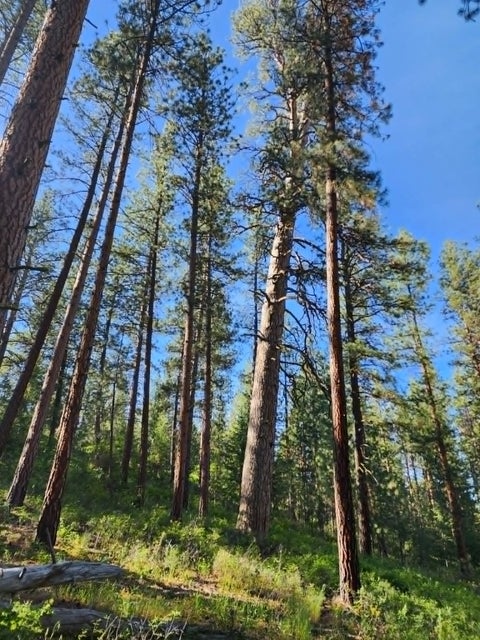 Tiny photo for NHN Old Hot Springs Road, Hot Springs, MT 59845 (MLS # 30072981)
