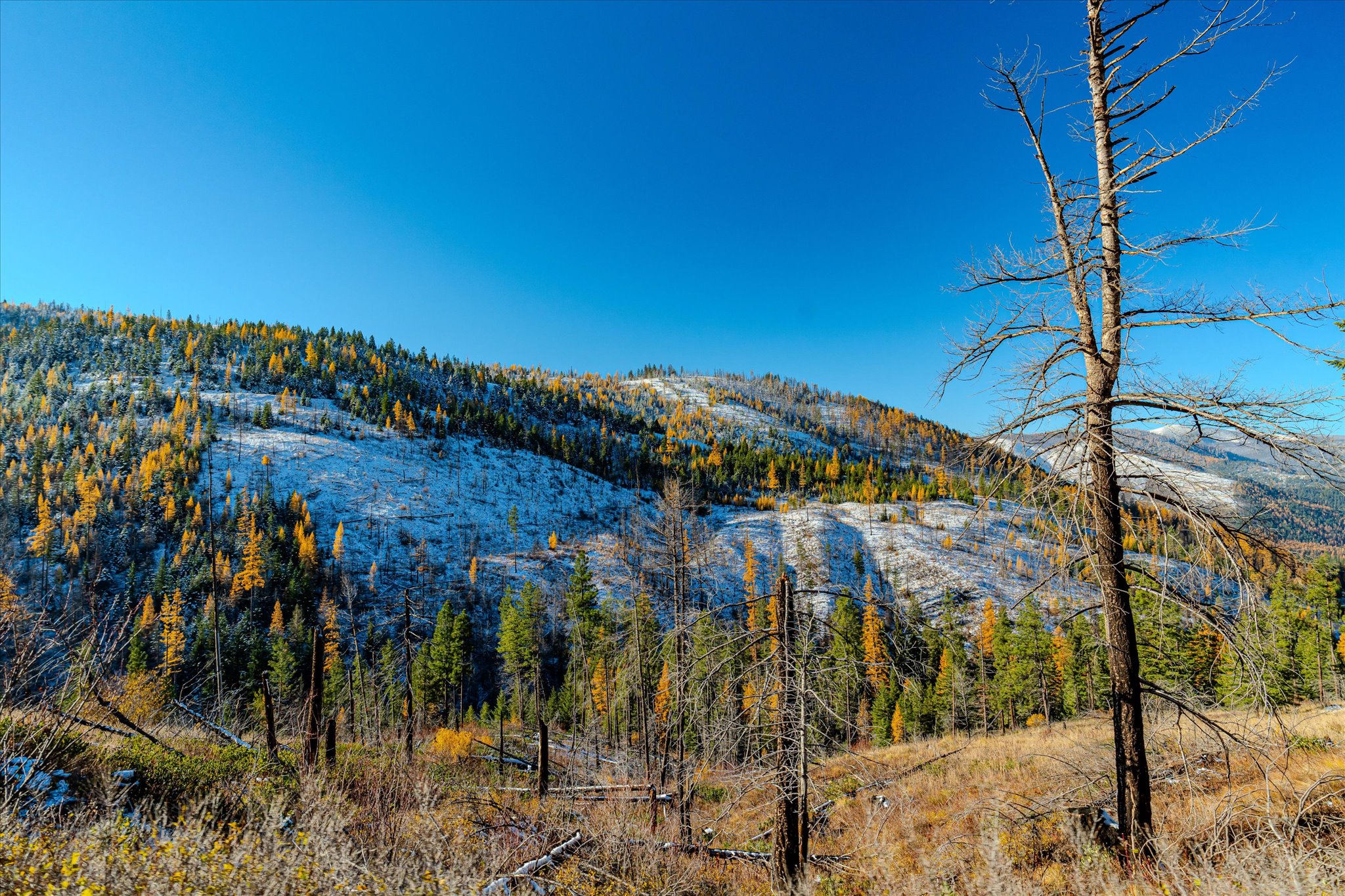 Nhn McGinnis Meadows - Bayhorse Road Section 7
