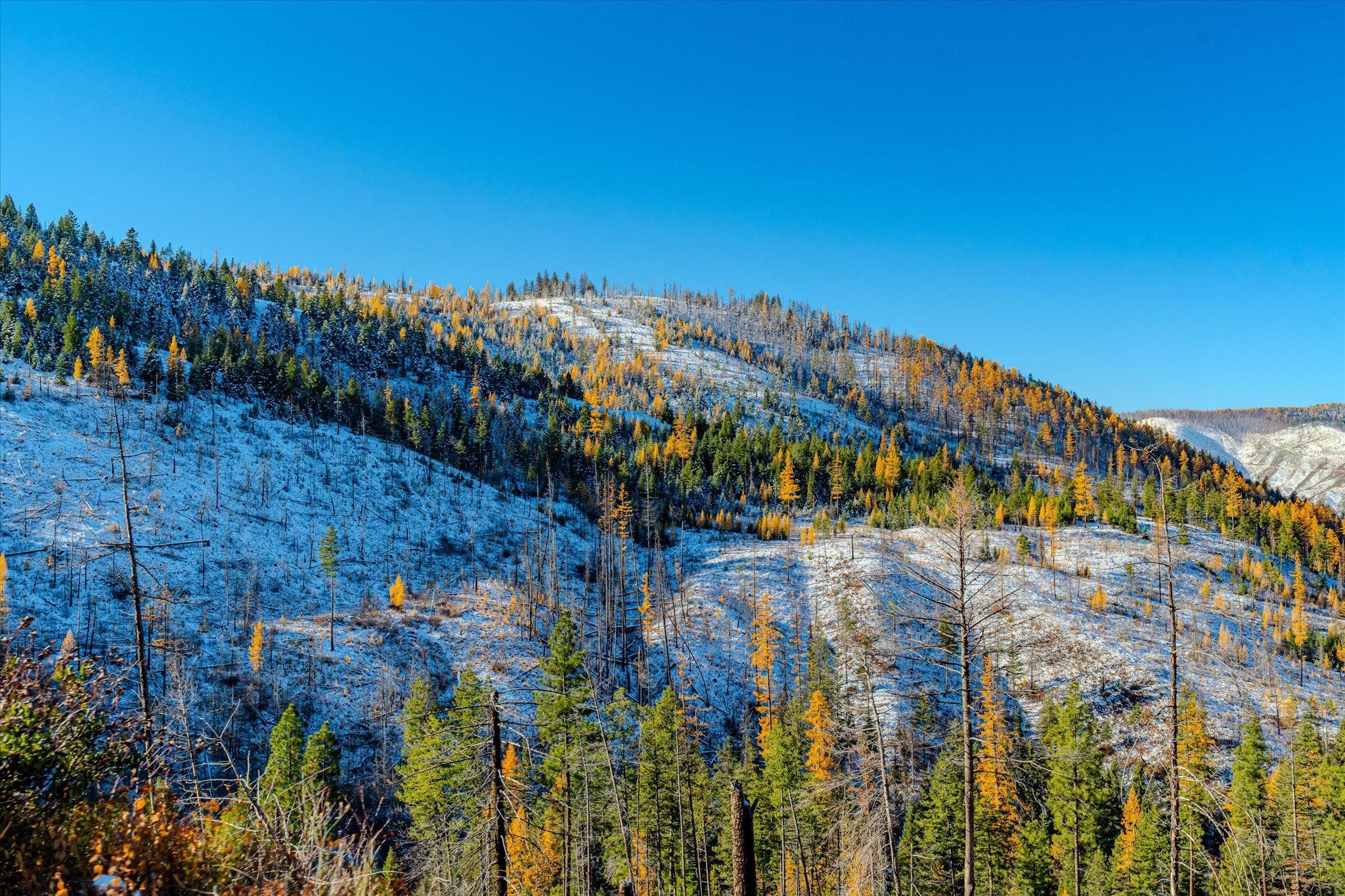Nhn McGinnis Meadows - Bayhorse Road Section 7