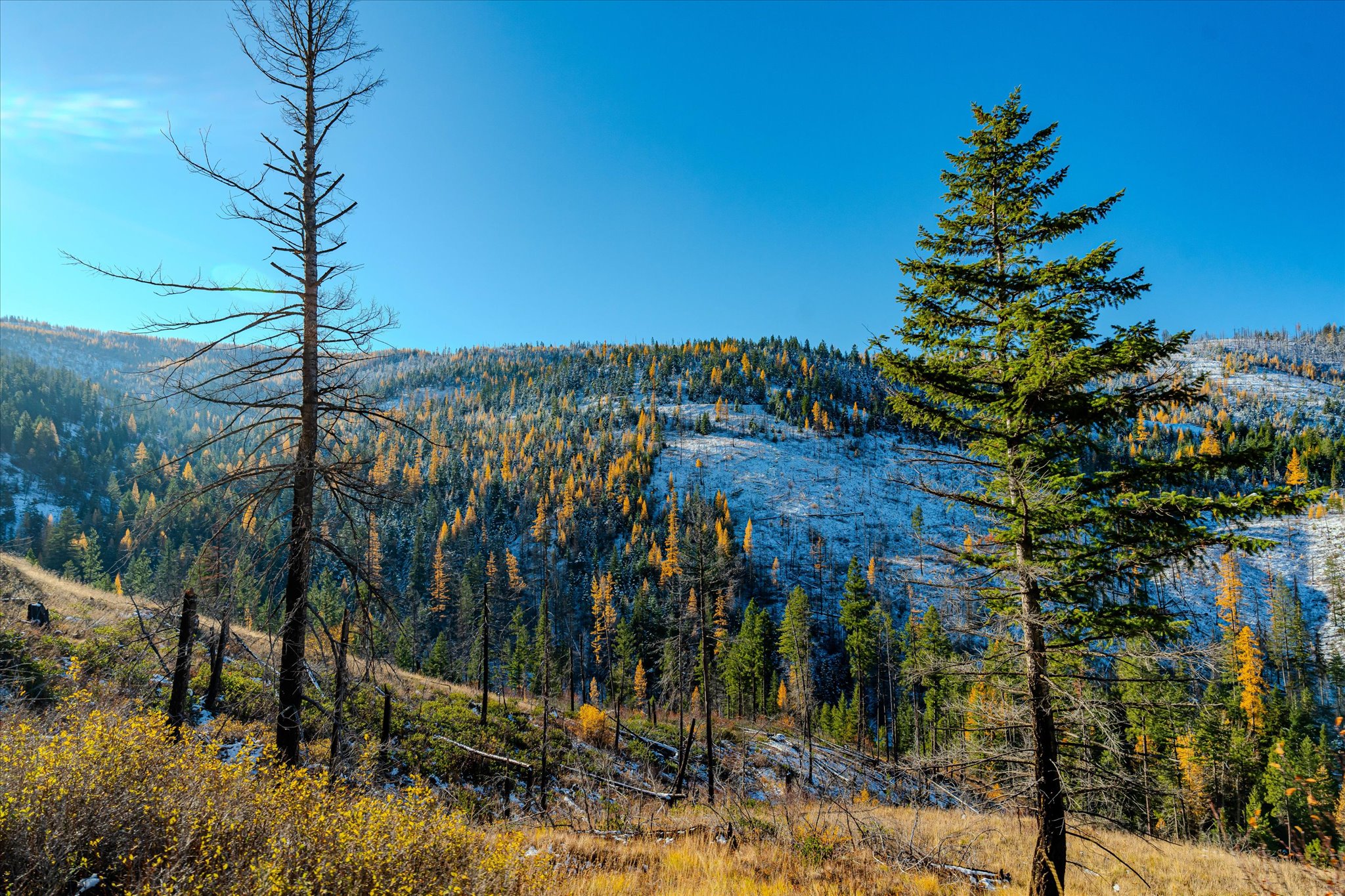 Nhn McGinnis Meadows - Bayhorse Road Section 7