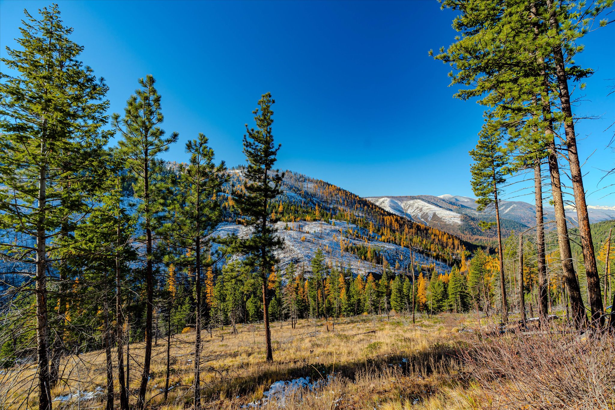 Nhn McGinnis Meadows - Bayhorse Road Section 7