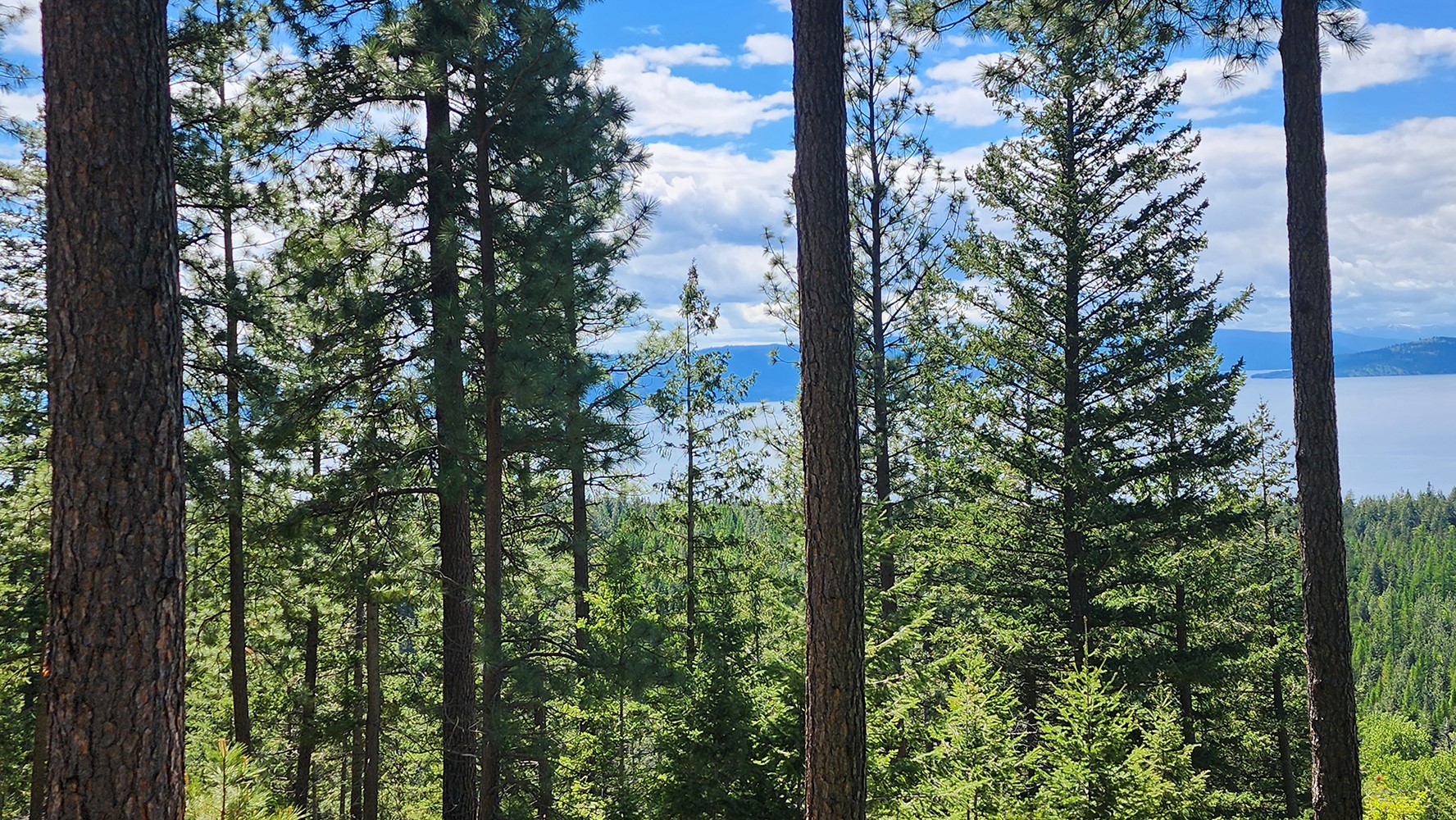 31683 Lake To Sky Drive