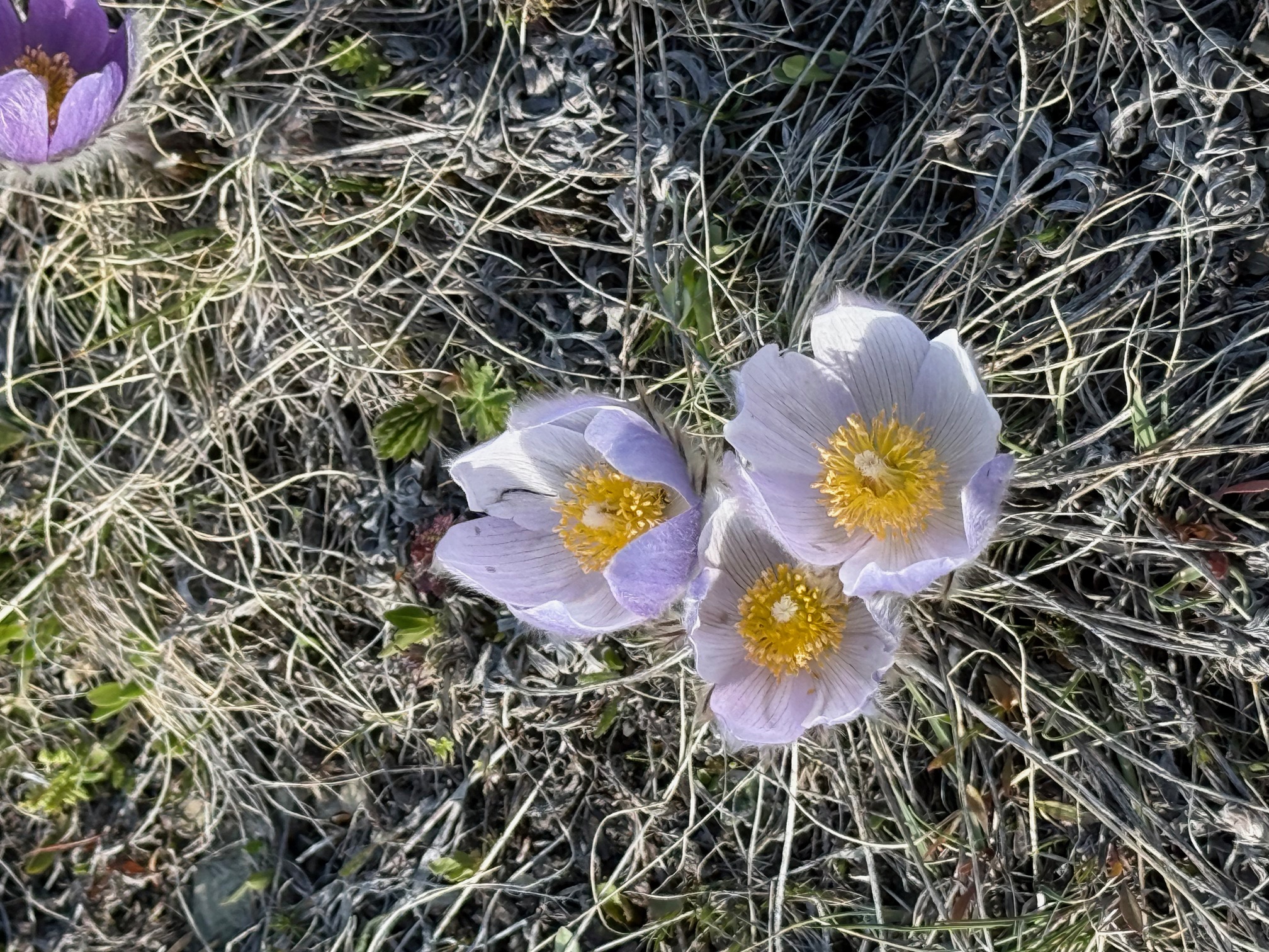 TBD Blossburg Rd