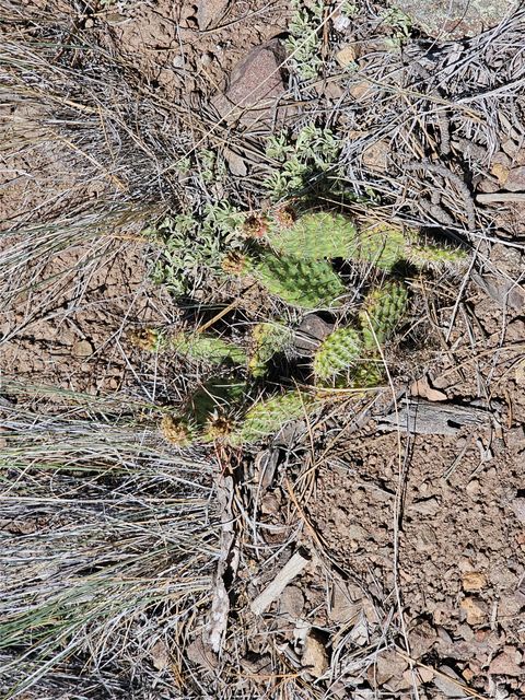 Tiny photo for NHN Upper Sawmill Creek Road, Cascade, MT 59421 (MLS # 30072536)