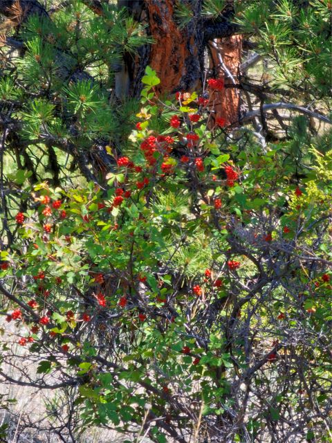 Tiny photo for NHN Upper Sawmill Creek Road, Cascade, MT 59421 (MLS # 30072536)