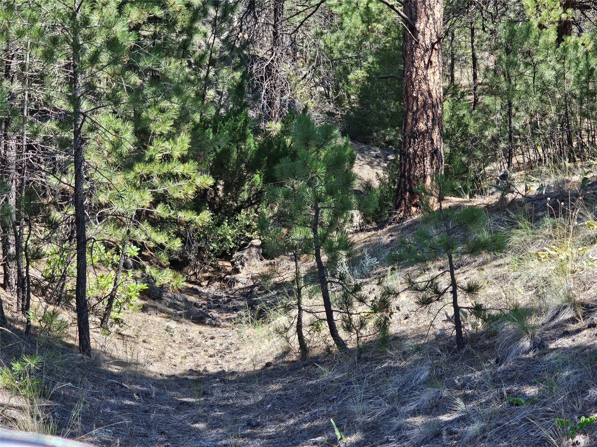 NHN Upper Sawmill Creek Road