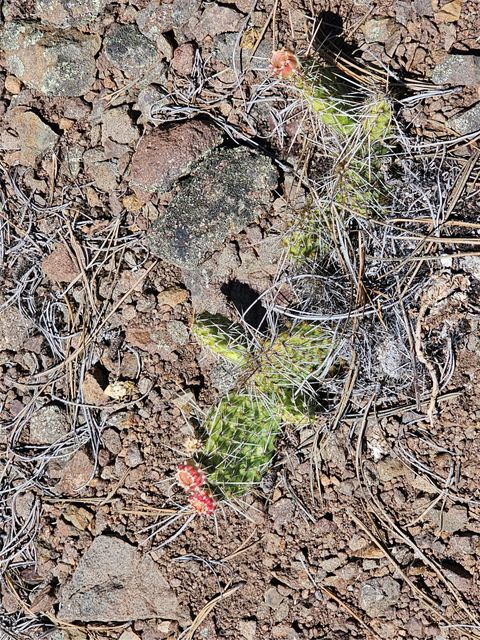 Tiny photo for NHN Upper Sawmill Creek Road, Cascade, MT 59421 (MLS # 30072536)