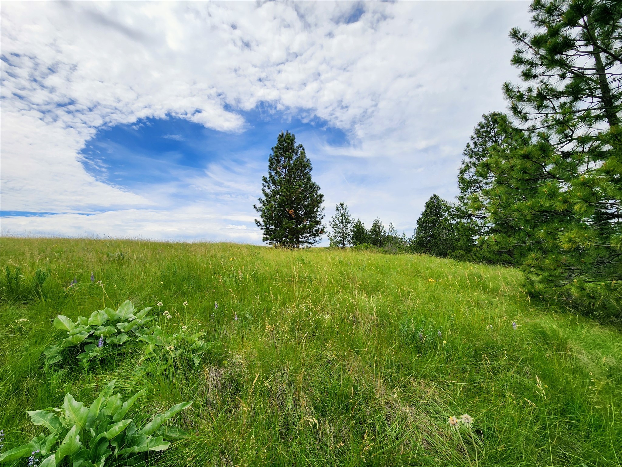 Polson, Montana 59860, United States, ,Land,Pending,62484