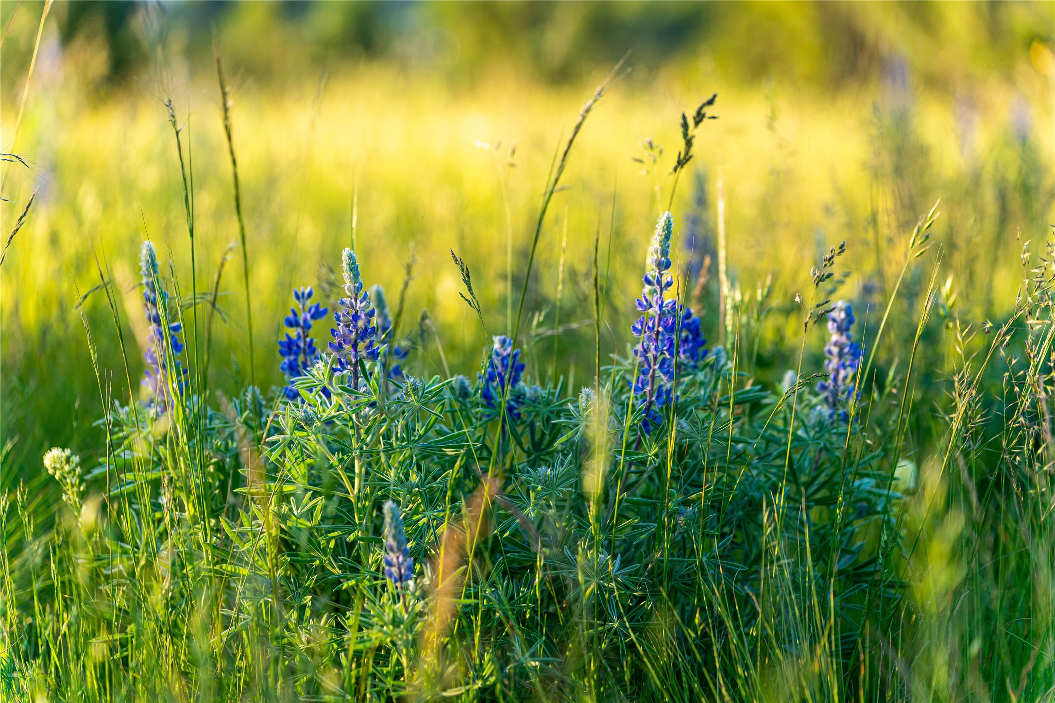 Polson, Montana 59860, United States, ,Land,Pending,62484