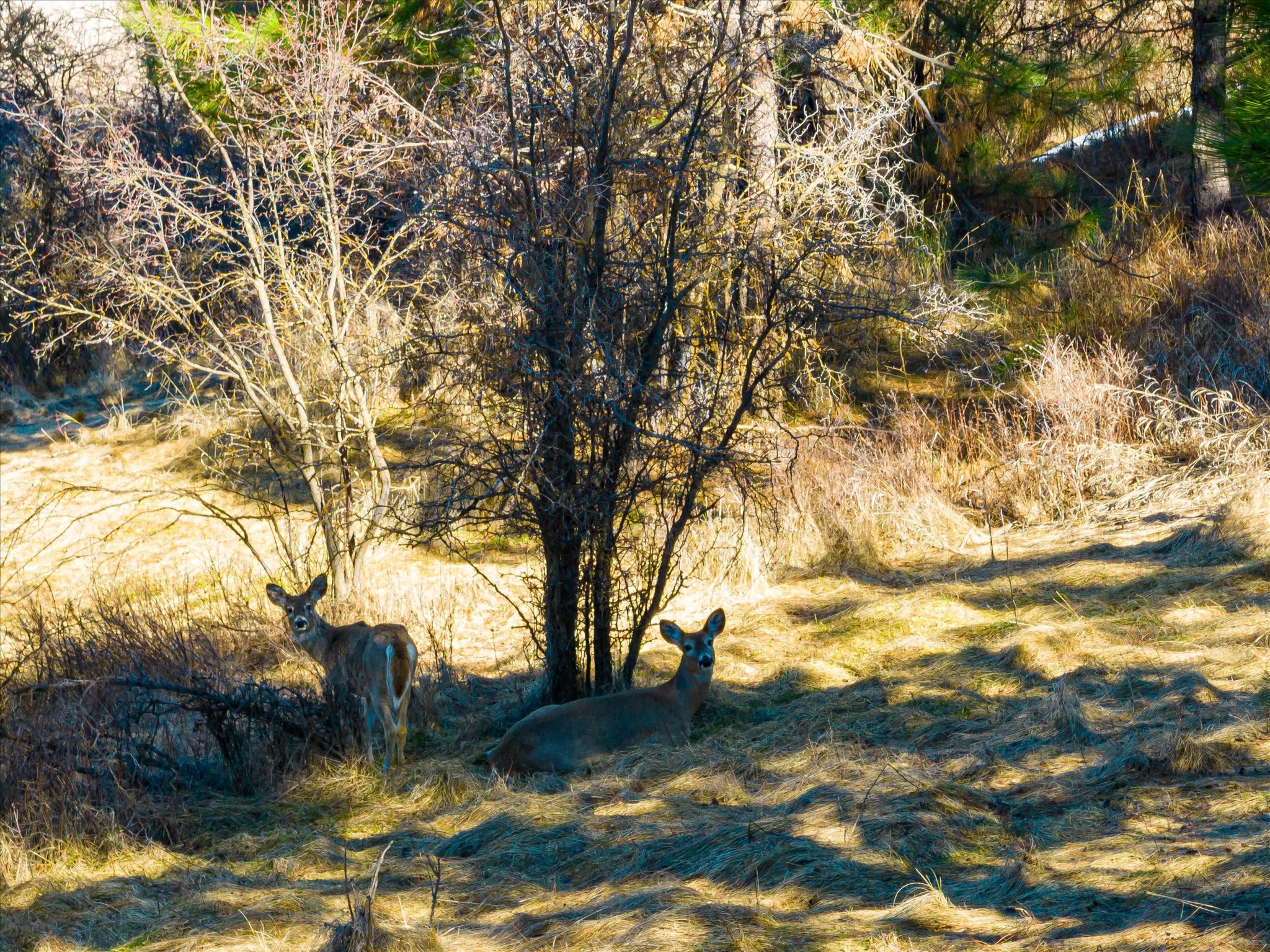 Polson, Montana 59860, United States, ,Land,Pending,62484