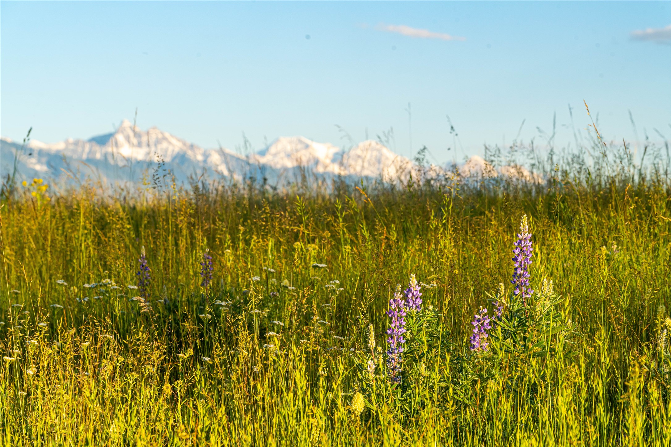 Polson, Montana 59860, United States, ,Land,Pending,62484