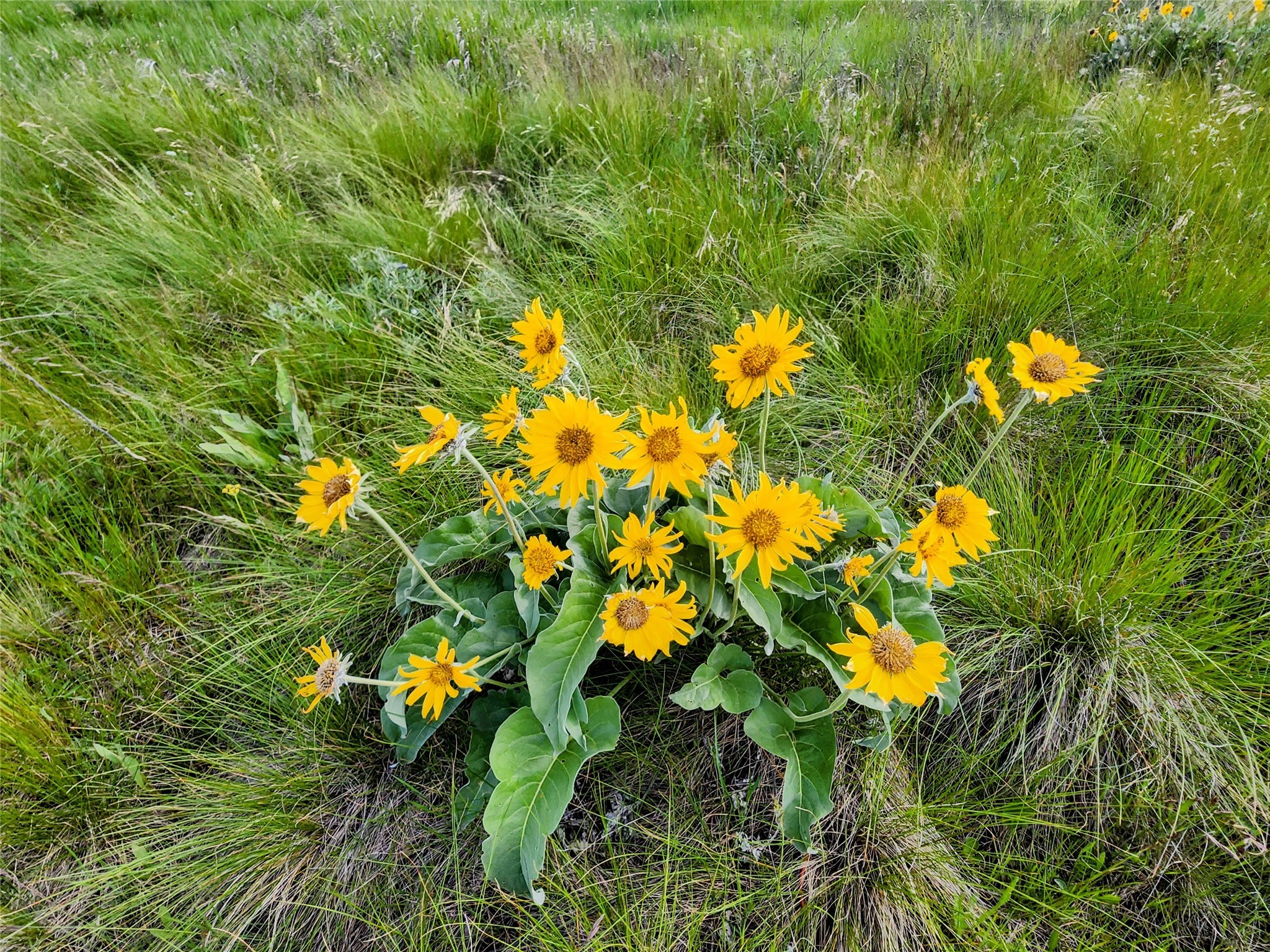 Polson, Montana 59860, United States, ,Land,Pending,62484