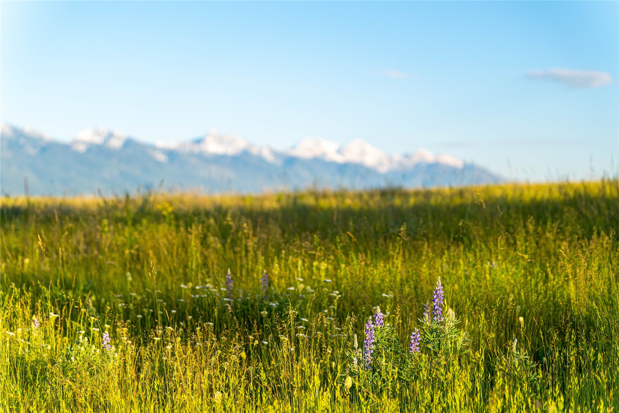Polson, Montana 59860, United States, ,Land,Pending,62484