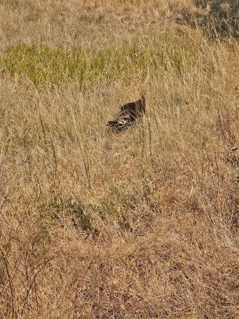 Tiny photo for 16 Mule Trail Road, Clancy, MT 59634 (MLS # 30076551)