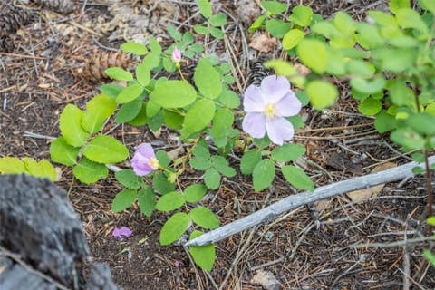Tiny photo for NHN Idaho Hill Road, Marion, MT 59925 (MLS # 30073388)