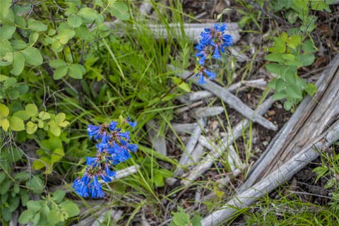 Tiny photo for NHN Idaho Hill Road, Marion, MT 59925 (MLS # 30073388)