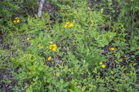 Tiny photo for NHN Idaho Hill Road, Marion, MT 59925 (MLS # 30073388)