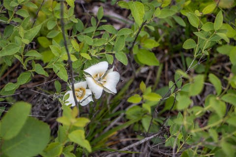 Tiny photo for NHN Idaho Hill Road, Marion, MT 59925 (MLS # 30073388)