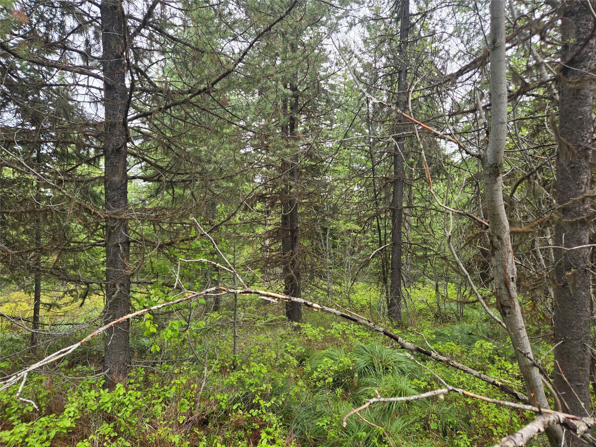 Tract 20 Nine Mile Road