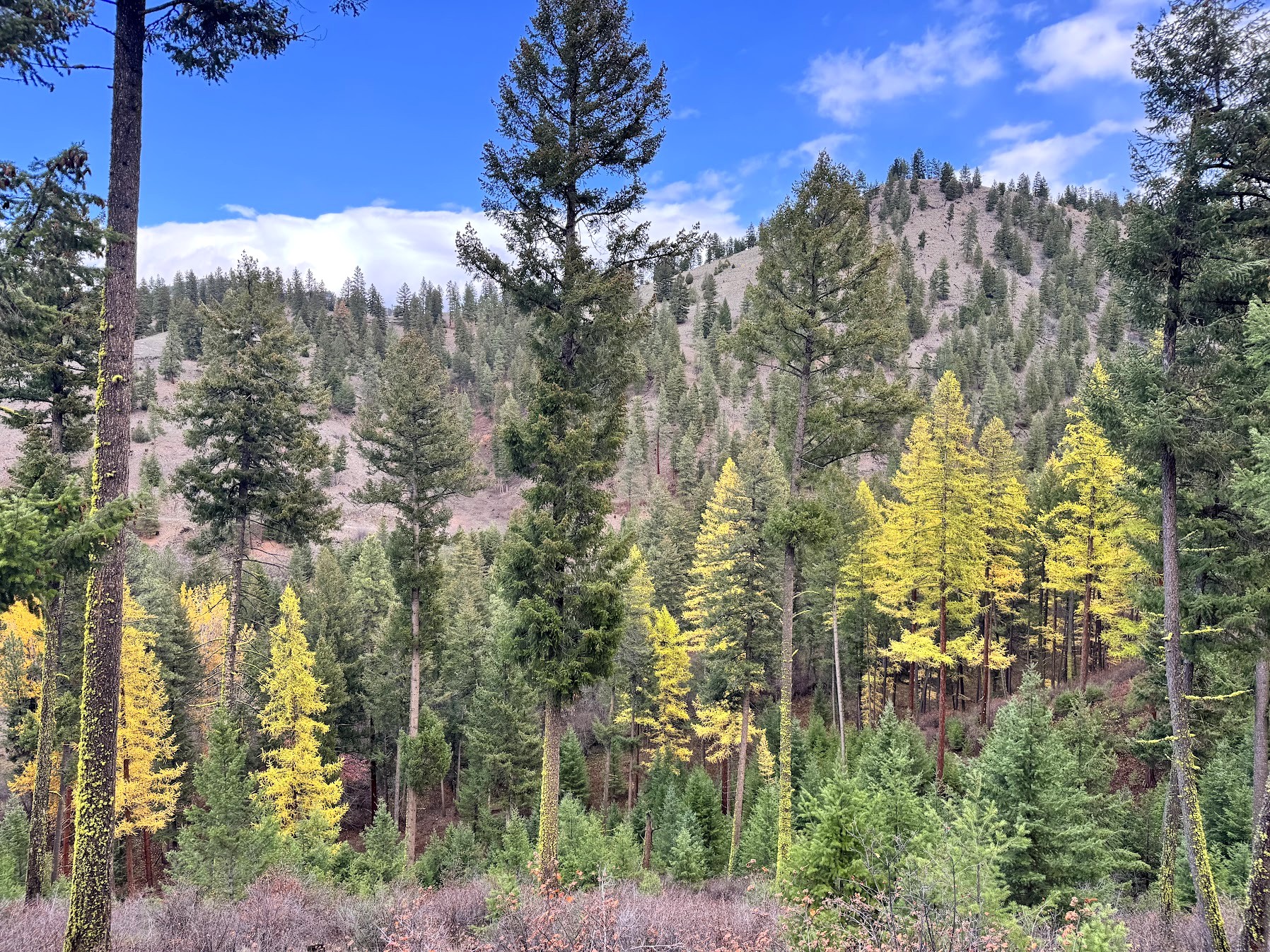 Clinton, Montana 59825, United States, ,Land,Active,214217