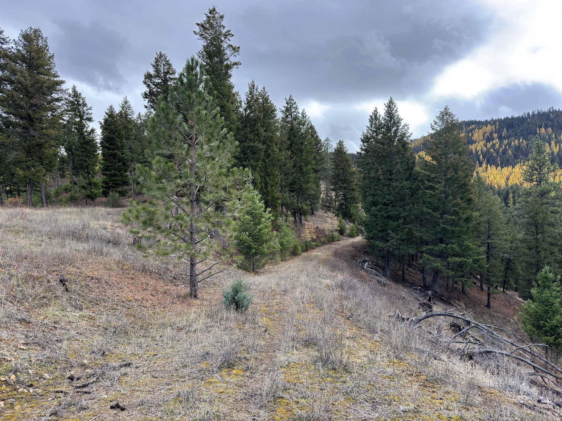 Clinton, Montana 59825, United States, ,Land,Active,214217