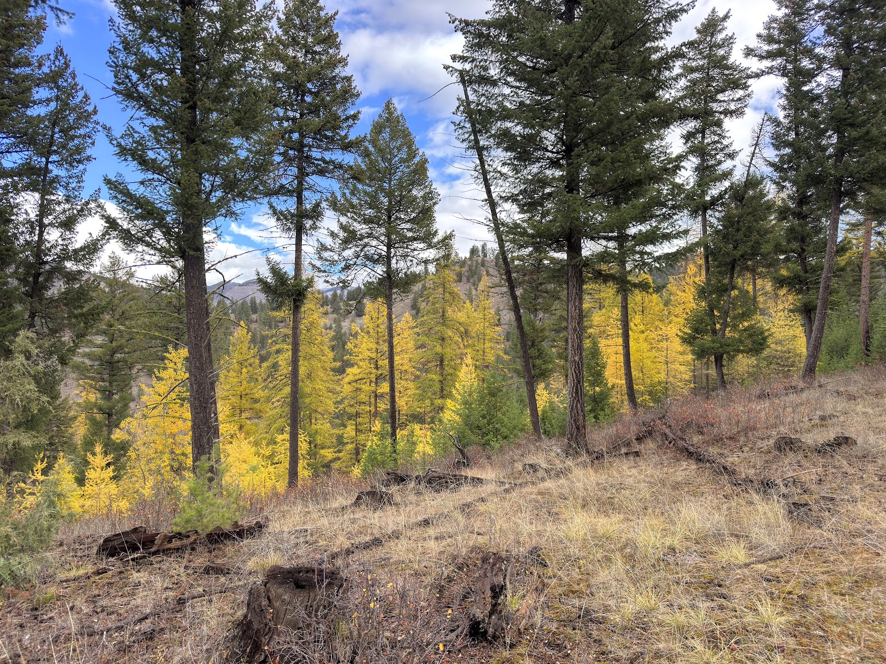 Clinton, Montana 59825, United States, ,Land,Active,214217