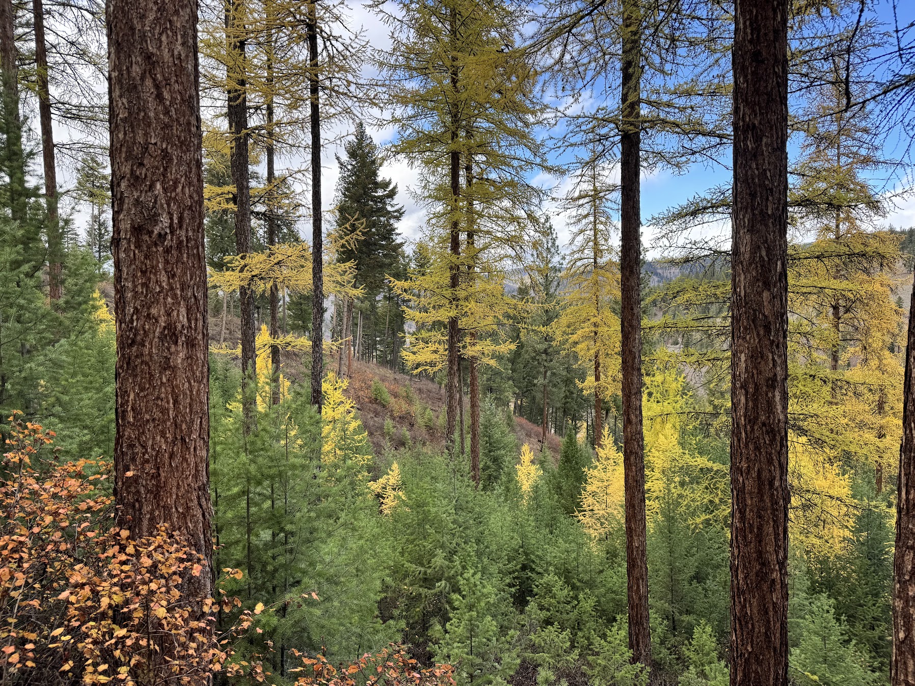 Clinton, Montana 59825, United States, ,Land,Active,214217