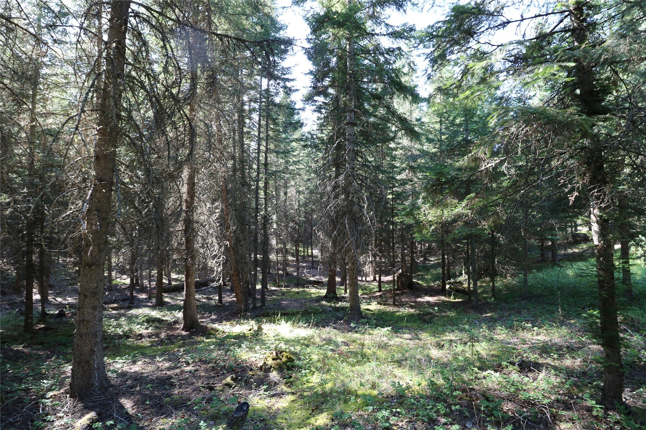 NHN Jewel Basin Ranch Road
