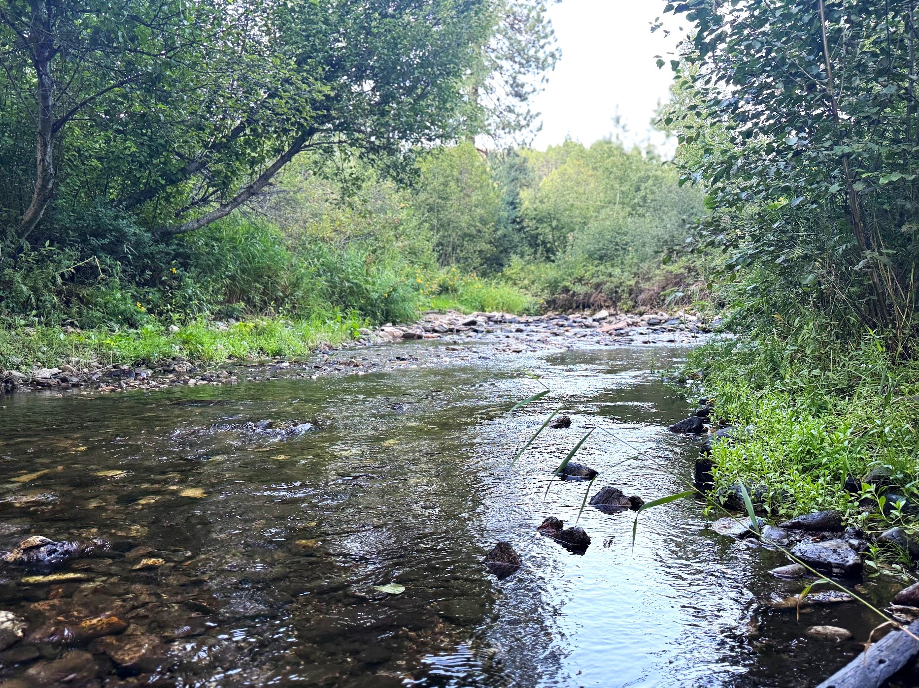 Saint Regis, Montana 59866, United States, 3 Bedrooms Bedrooms, ,2 BathroomsBathrooms,Residential,Pending,48025