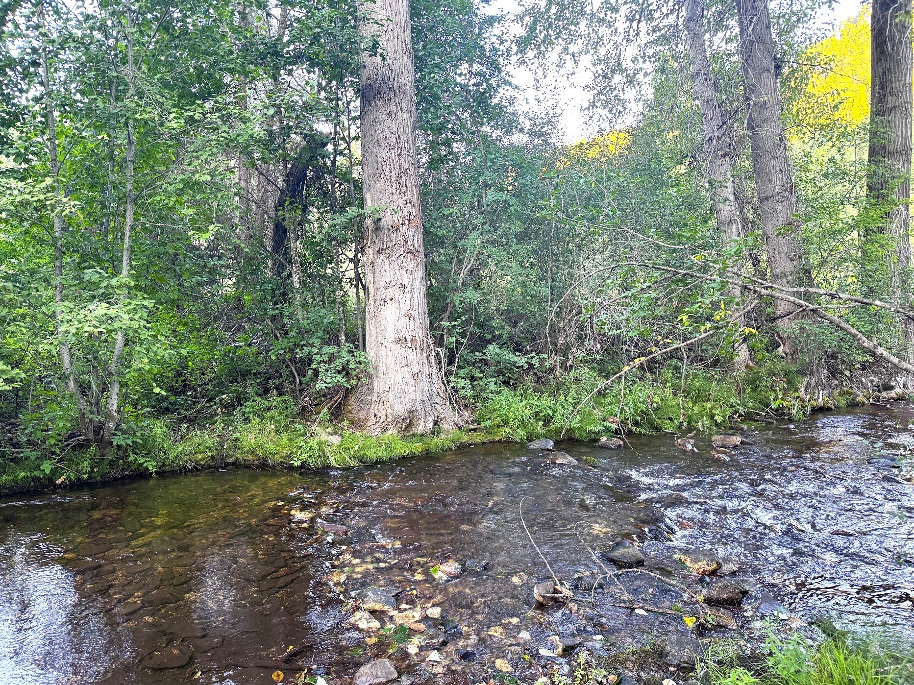 Saint Regis, Montana 59866, United States, 3 Bedrooms Bedrooms, ,2 BathroomsBathrooms,Residential,Pending,48025
