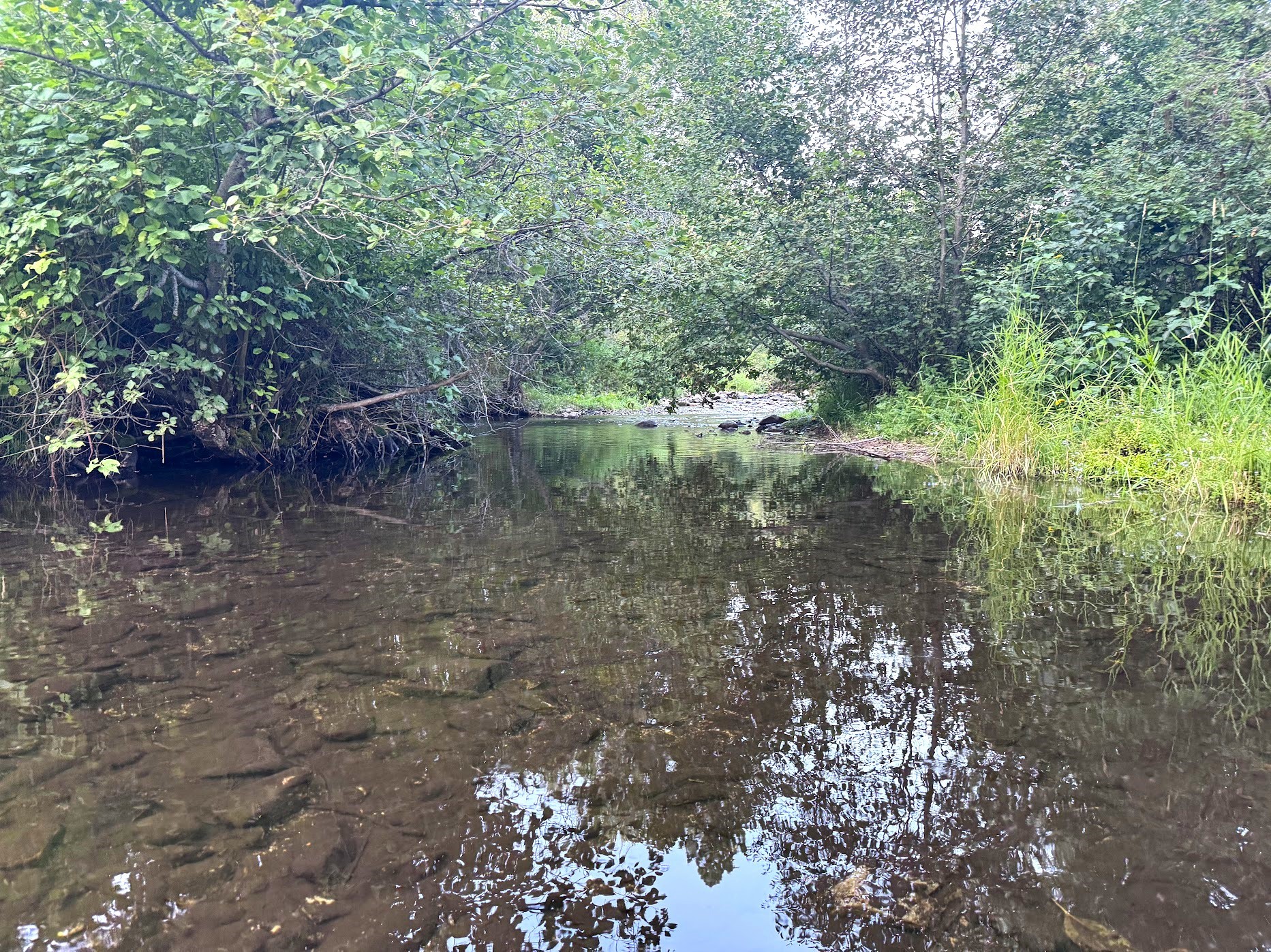 Saint Regis, Montana 59866, United States, 3 Bedrooms Bedrooms, ,2 BathroomsBathrooms,Residential,Pending,48025