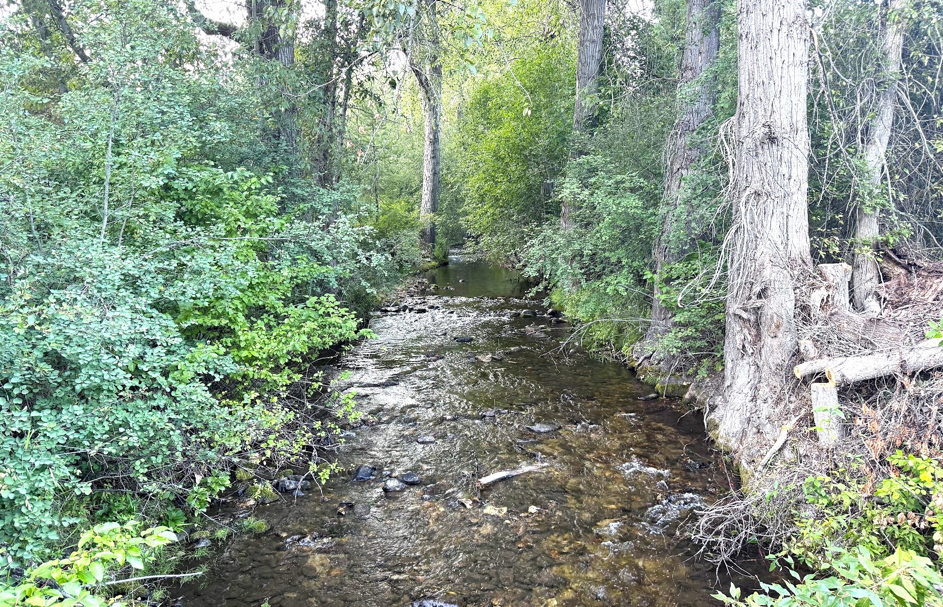 Saint Regis, Montana 59866, United States, 3 Bedrooms Bedrooms, ,2 BathroomsBathrooms,Residential,Pending,48025