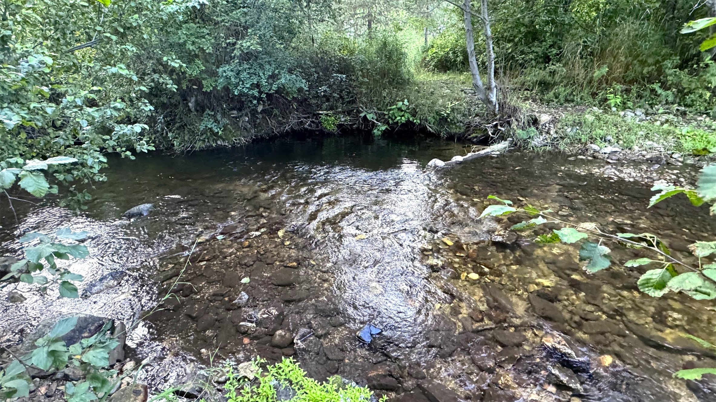 Saint Regis, Montana 59866, United States, 3 Bedrooms Bedrooms, ,2 BathroomsBathrooms,Residential,Pending,48025