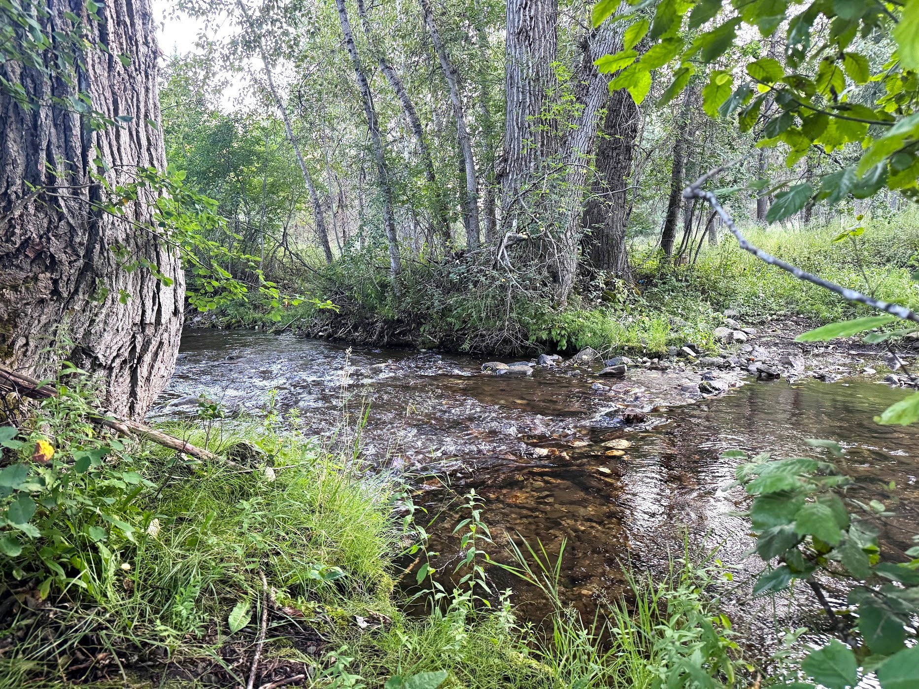 Saint Regis, Montana 59866, United States, 3 Bedrooms Bedrooms, ,2 BathroomsBathrooms,Residential,Pending,48025