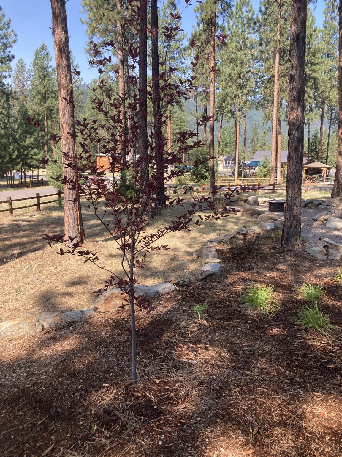 219 Shyrock Loop Drive