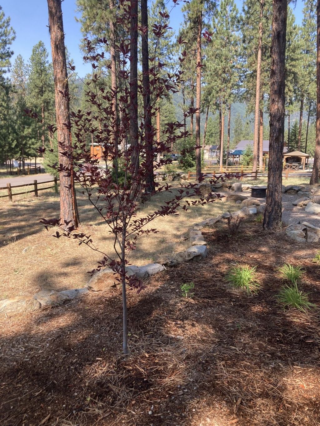 Photo of 219 Shyrock Loop Drive, Superior, MT 59872 (MLS # 30063810)