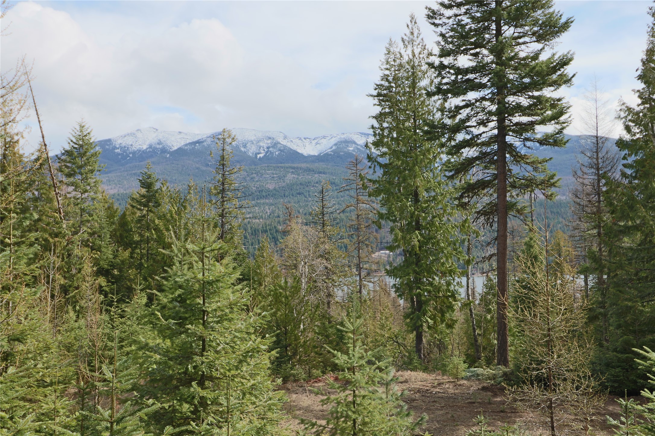 NHN Into The Woods Trail