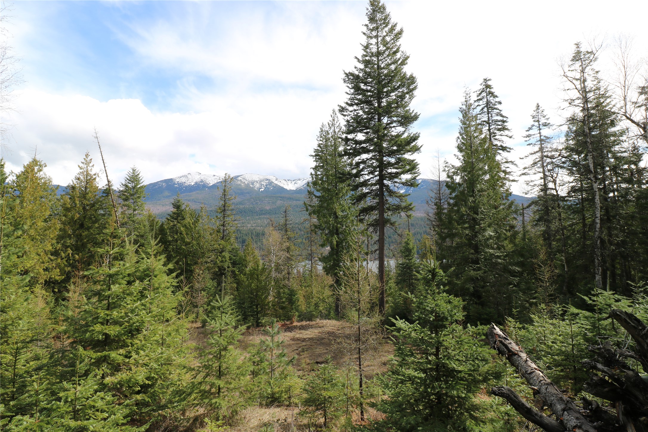 NHN Into The Woods Trail