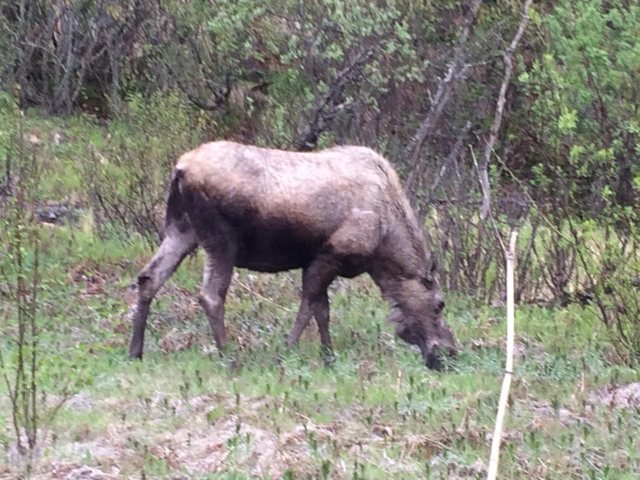 Marion, Montana 59925, United States, 2 Bedrooms Bedrooms, ,1 BathroomBathrooms,Residential,Active,141816